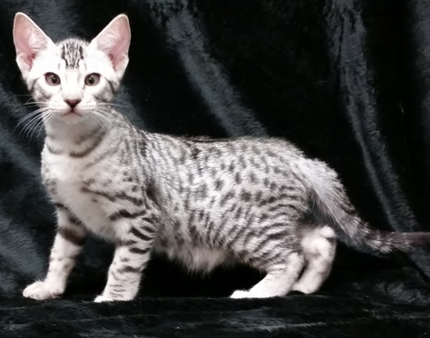 Ocicat rescue hot sale